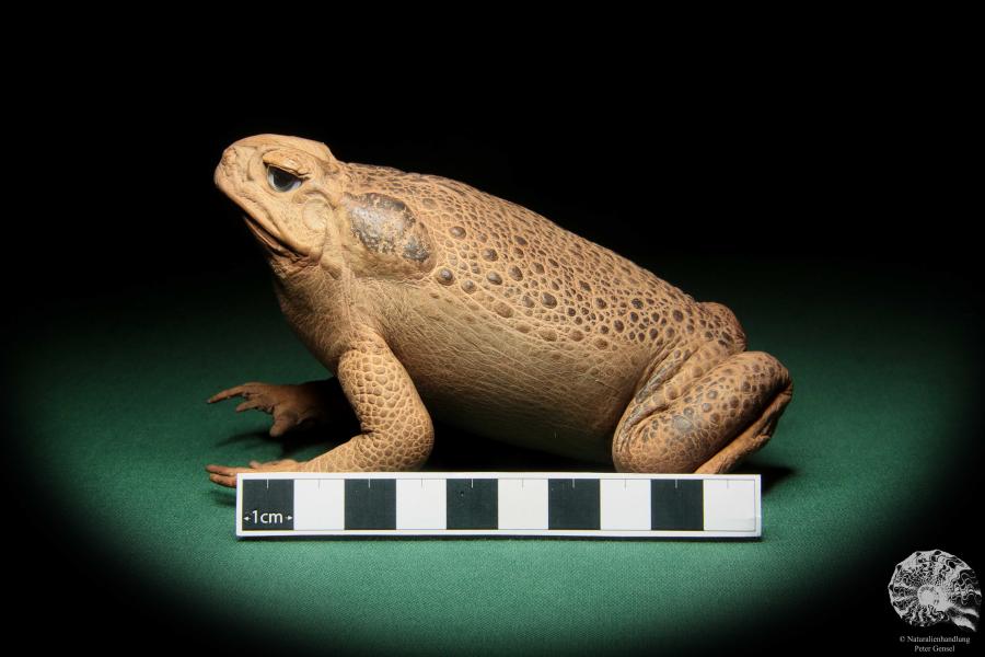 Rhinella marina (17003) ein Reptil aus Australien | Präparate | Reptilien & Amphibien