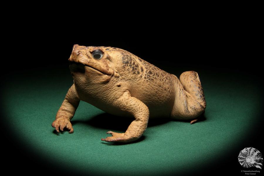 Rhinella marina (17008) ein Reptil aus Australien | Präparate | Reptilien & Amphibien