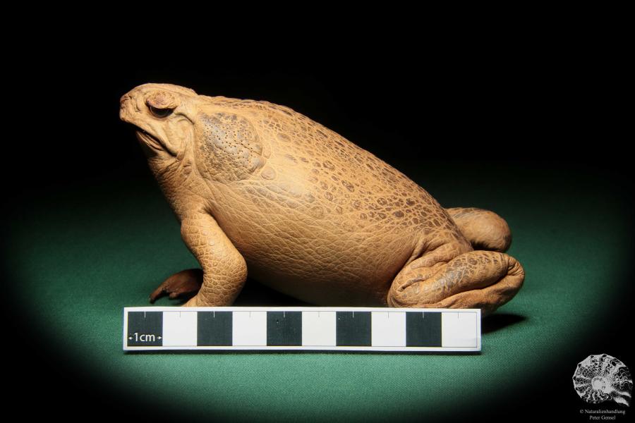 Rhinella marina (17011) ein Reptil aus Australien | Präparate | Reptilien & Amphibien