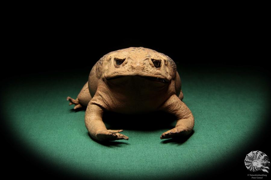 Rhinella marina (17012) ein Reptil aus Australien | Präparate | Reptilien & Amphibien