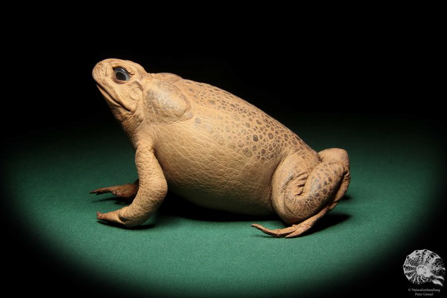 Rhinella marina (17015) a reptile from Australia | Taxidermy | Reptiles & Amphibians