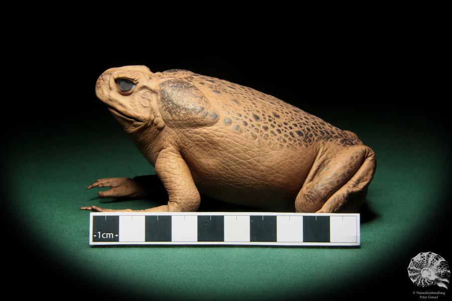 Rhinella marina (17019) a reptile from Australia | Taxidermy | Reptiles & Amphibians