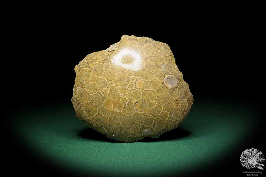 Hexagonaria hexagona (17096) eine Koralle aus Marokko | Fossilien | Korallen