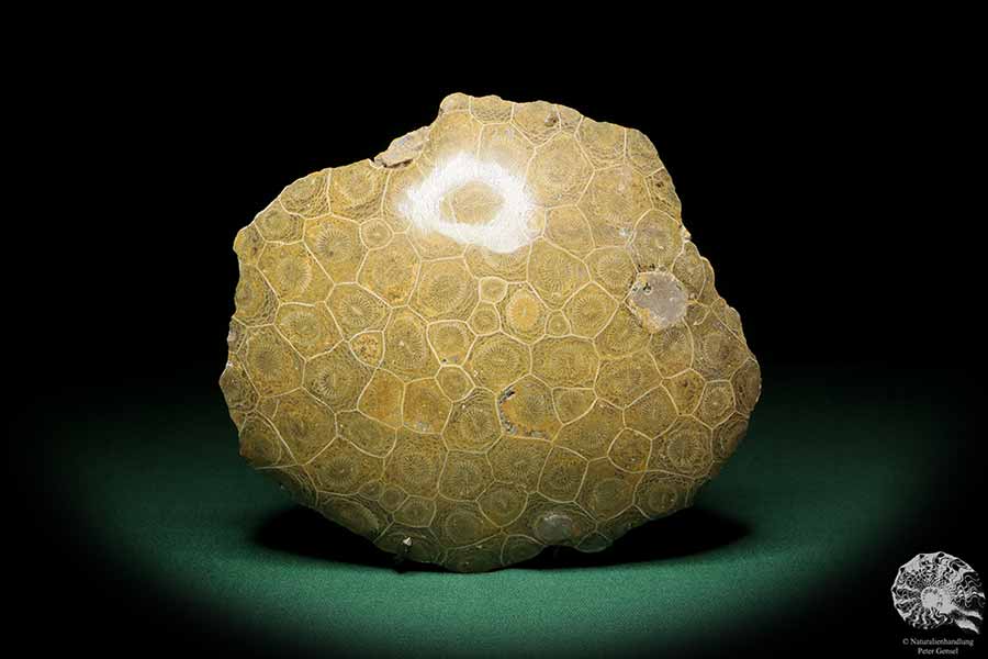 Hexagonaria hexagona (17096) eine Koralle aus Marokko | Fossilien | Korallen