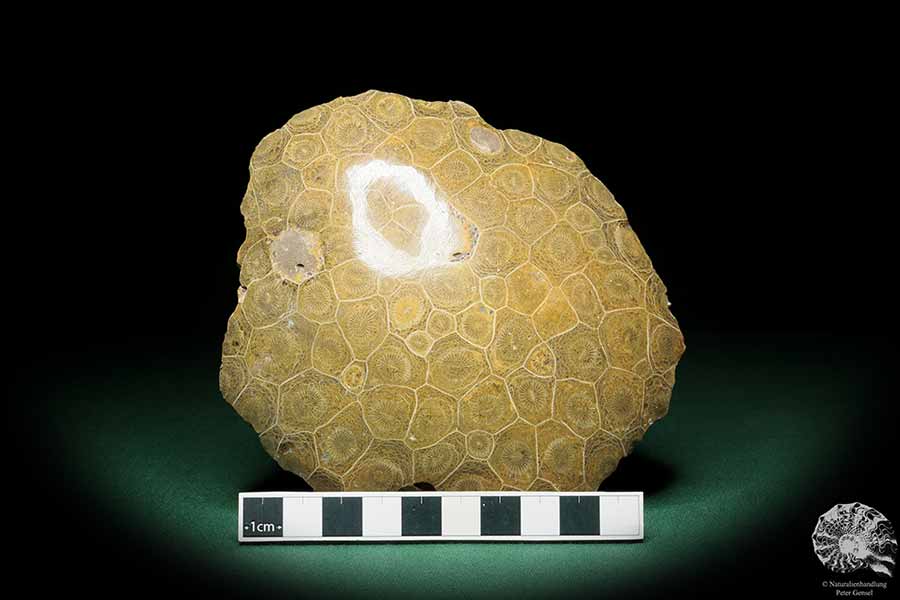 Hexagonaria hexagona (17096) eine Koralle aus Marokko | Fossilien | Korallen