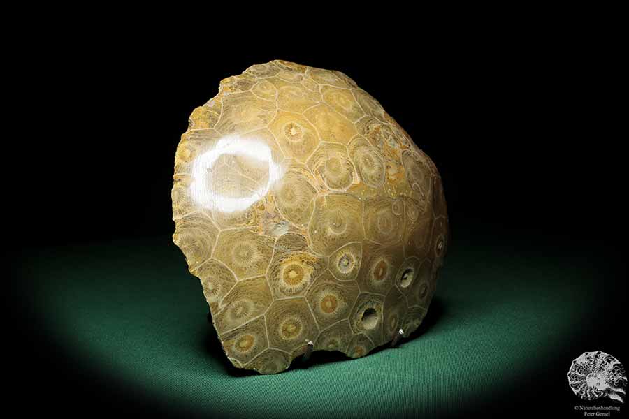 Hexagonaria hexagona (17105) eine Koralle aus Marokko | Fossilien | Korallen