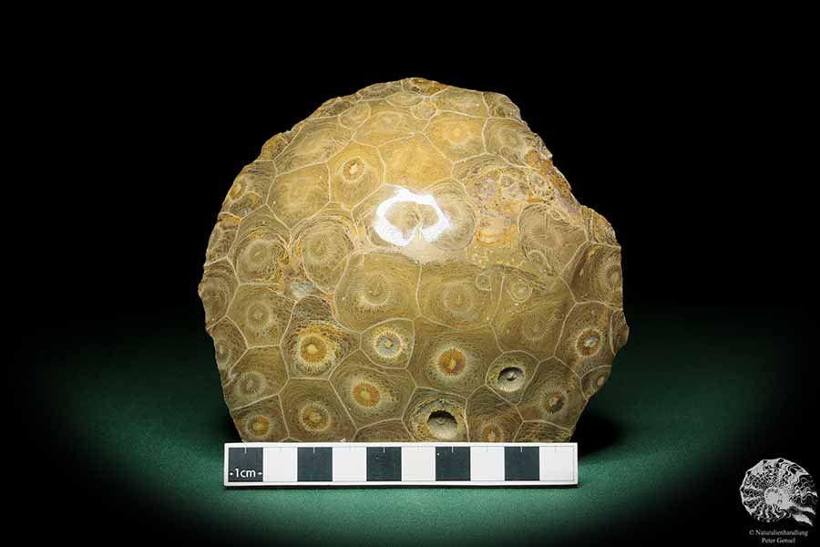 Hexagonaria hexagona (17105) eine Koralle aus Marokko | Fossilien | Korallen