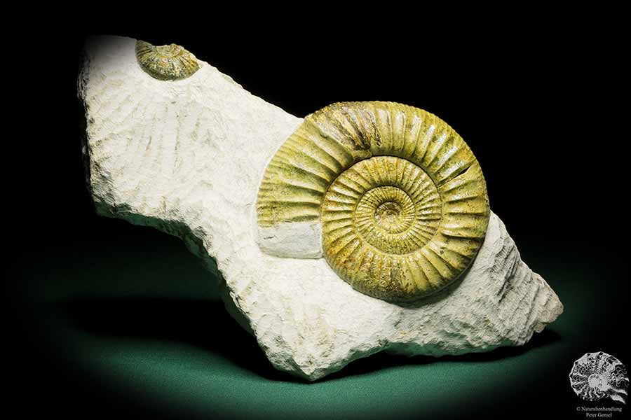 Orthosphinctes proinconditus (17129) ein Kopffüßer aus Deutschland | Fossilien | Kopffüßer