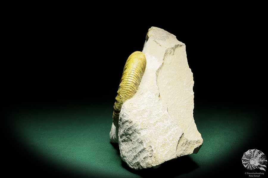 Orthosphinctes proinconditus (17129) ein Kopffüßer aus Deutschland | Fossilien | Kopffüßer