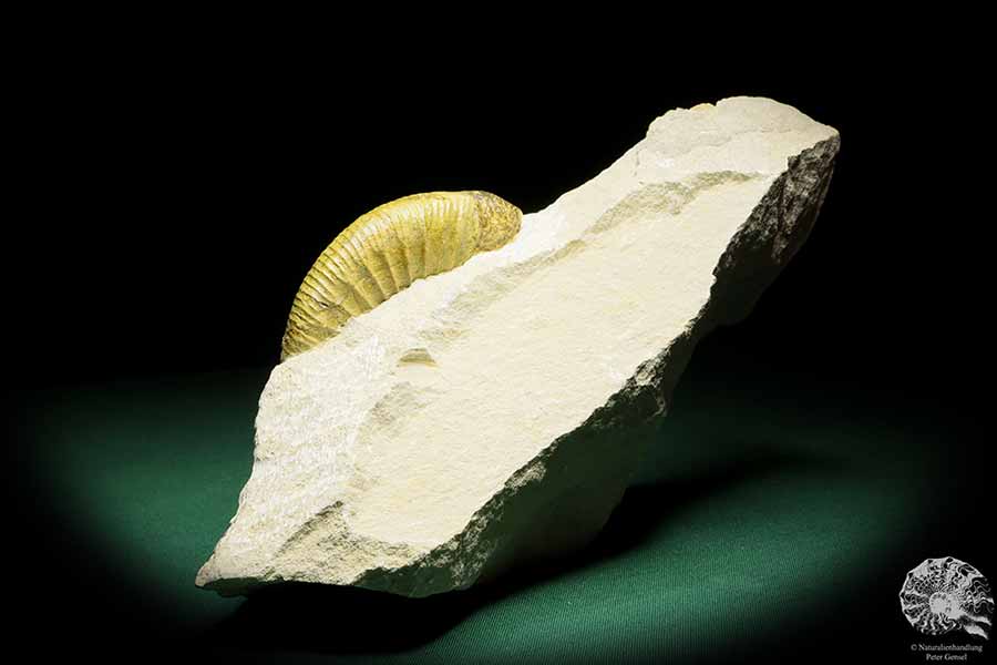 Orthosphinctes proinconditus (17129) ein Kopffüßer aus Deutschland | Fossilien | Kopffüßer