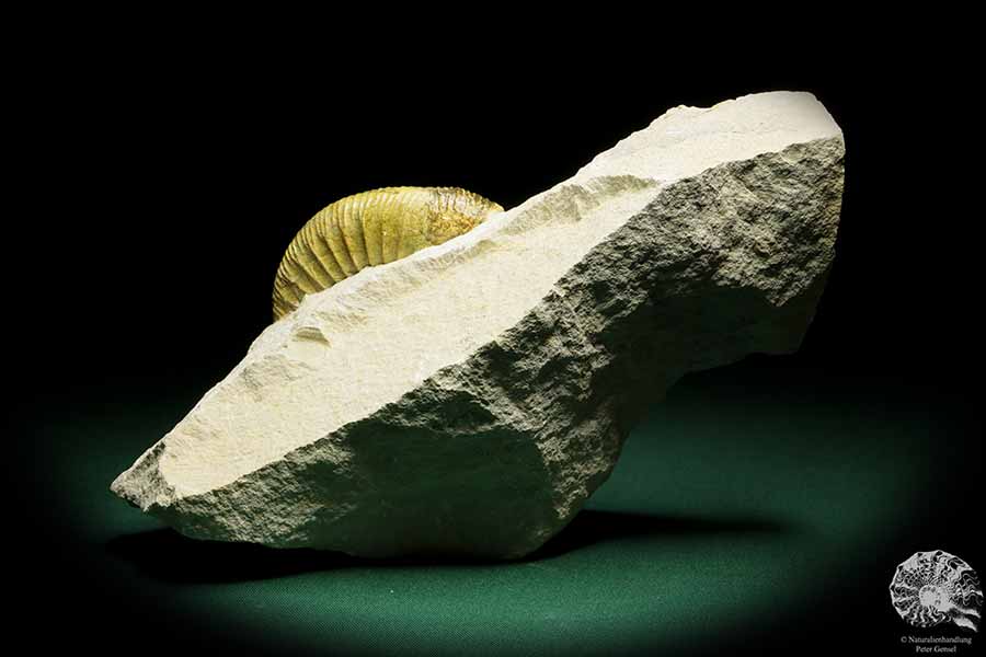 Orthosphinctes proinconditus (17129) ein Kopffüßer aus Deutschland | Fossilien | Kopffüßer