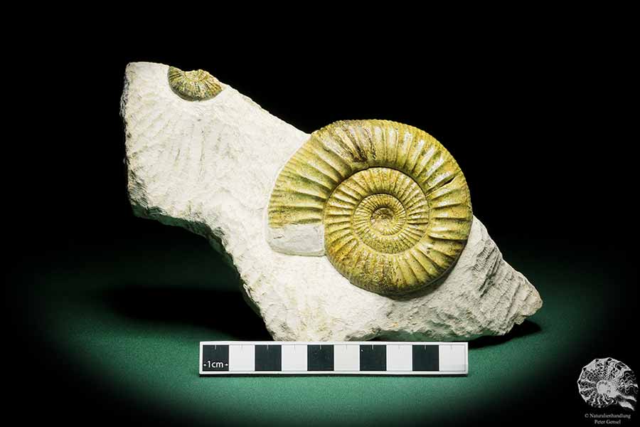 Orthosphinctes proinconditus (17129) ein Kopffüßer aus Deutschland | Fossilien | Kopffüßer