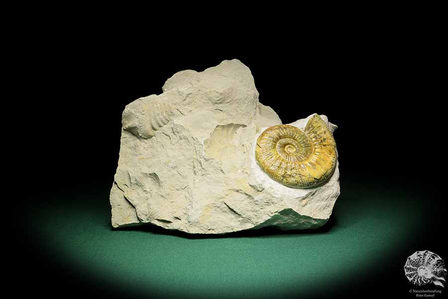 Orthosphinctes proinconditus (17138) ein Kopffüßer aus Deutschland | Fossilien | Kopffüßer