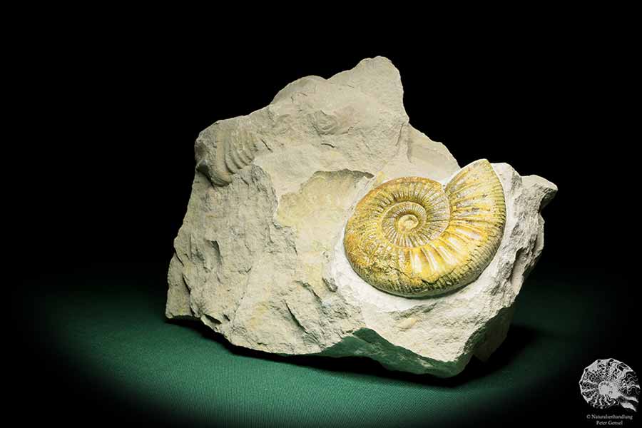 Orthosphinctes proinconditus (17138) ein Kopffüßer aus Deutschland | Fossilien | Kopffüßer