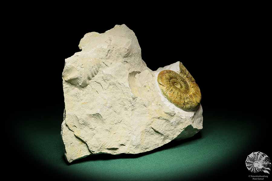 Orthosphinctes proinconditus (17138) ein Kopffüßer aus Deutschland | Fossilien | Kopffüßer