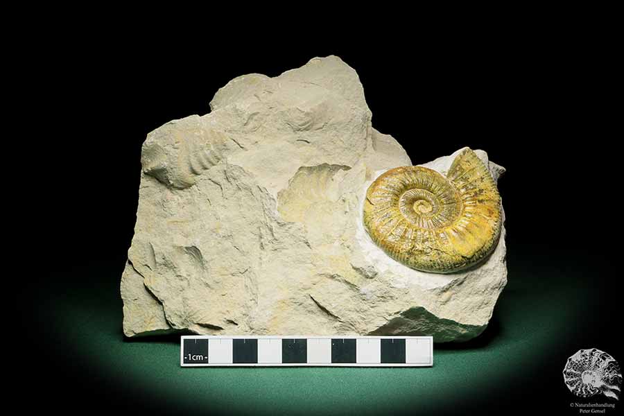 Orthosphinctes proinconditus (17138) ein Kopffüßer aus Deutschland | Fossilien | Kopffüßer