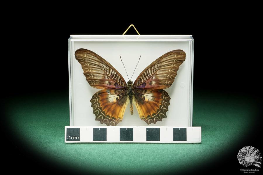 Cethosia myrina ein Schmetterling