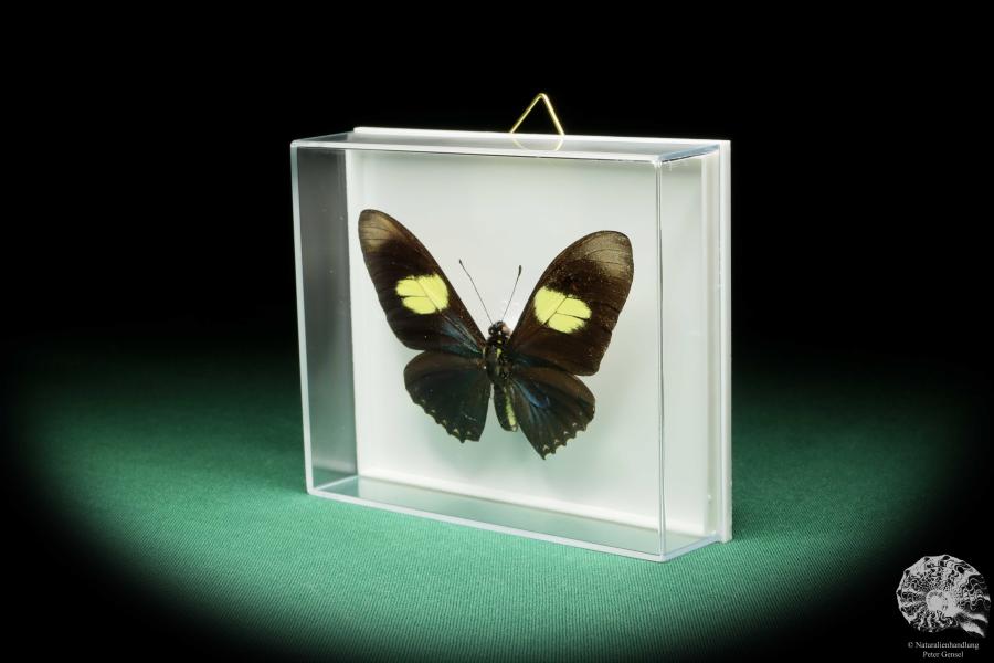 Mimoides pausanias (17183) a butterfly from South America | Taxidermy | Butterflies