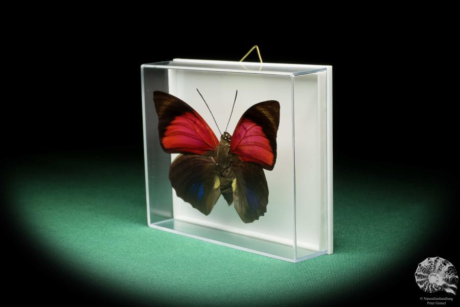 Agrias claudia lugens (17186) a butterfly from South America | Taxidermy | Butterflies