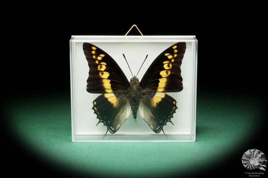 Charaxes castor (17200) a butterfly from Africa | Taxidermy | Butterflies