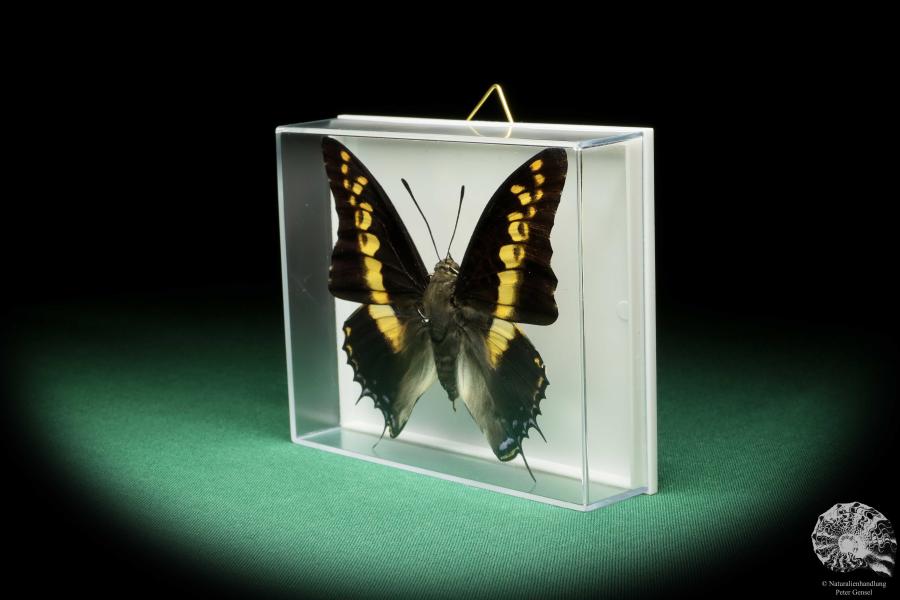 Charaxes castor (17200) a butterfly from Africa | Taxidermy | Butterflies