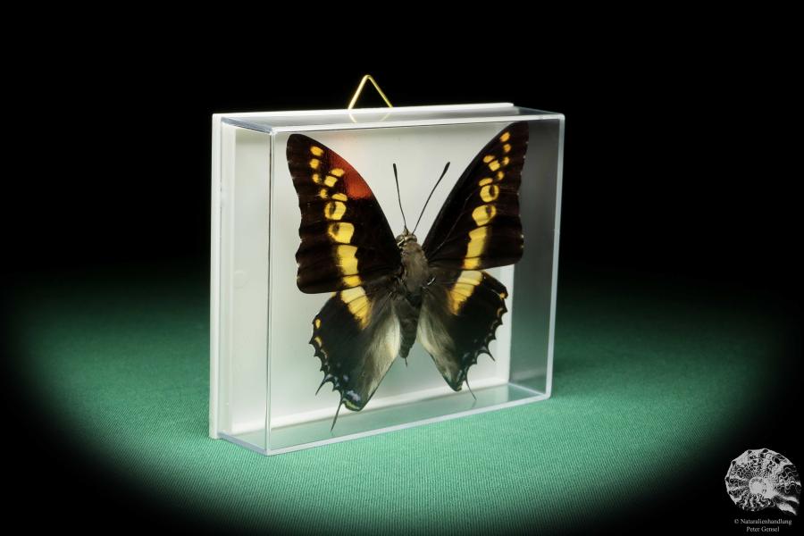 Charaxes castor (17200) a butterfly from Africa | Taxidermy | Butterflies