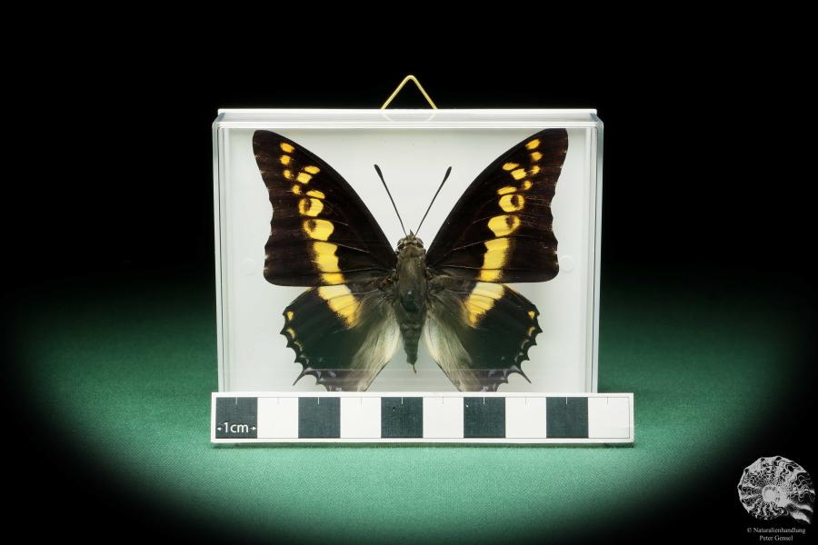 Charaxes castor (17200) a butterfly from Africa | Taxidermy | Butterflies