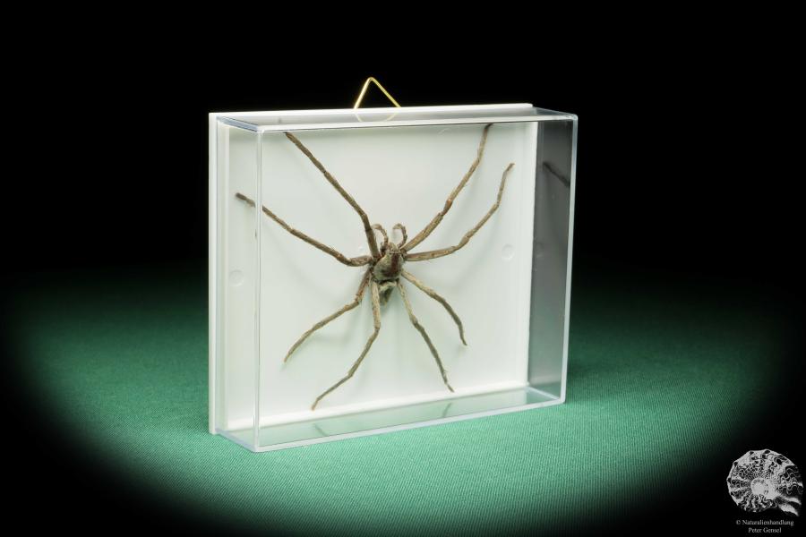 Lycosidae ssp. (17204) a arachnid from Malaysia | Taxidermy | Spiders & Scorpions