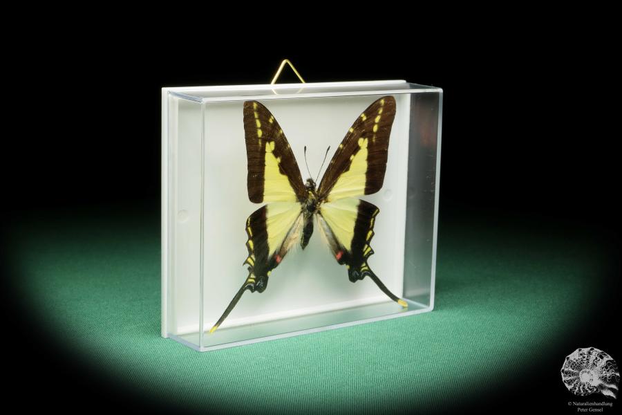 Protographium dioxippus lacandones (17210) a butterfly from North America | Taxidermy | Butterflies