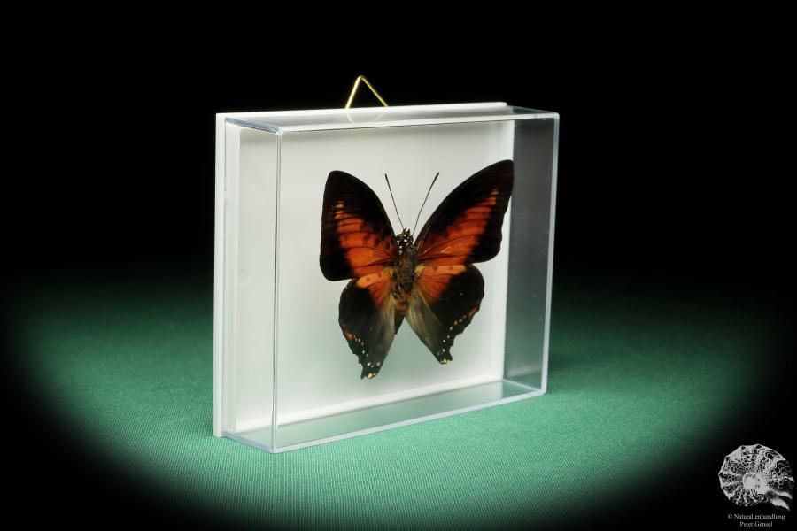 Charaxes zingha (17211) a butterfly from Africa | Taxidermy | Butterflies