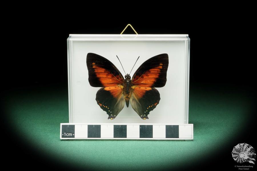 Charaxes zingha (17211) ein Schmetterling aus Afrika | Präparate | Schmetterlinge