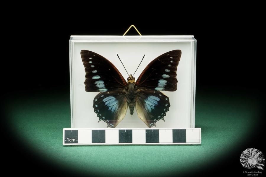 Charaxes imperialis (17217) a butterfly from Africa | Taxidermy | Butterflies