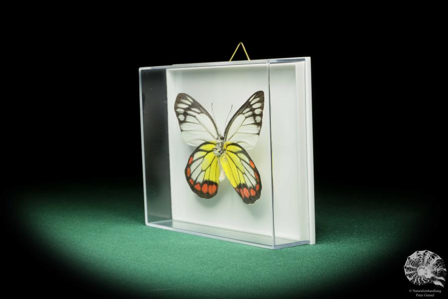 Delias hyparete (17231) a butterfly from Philippines | Taxidermy | Butterflies