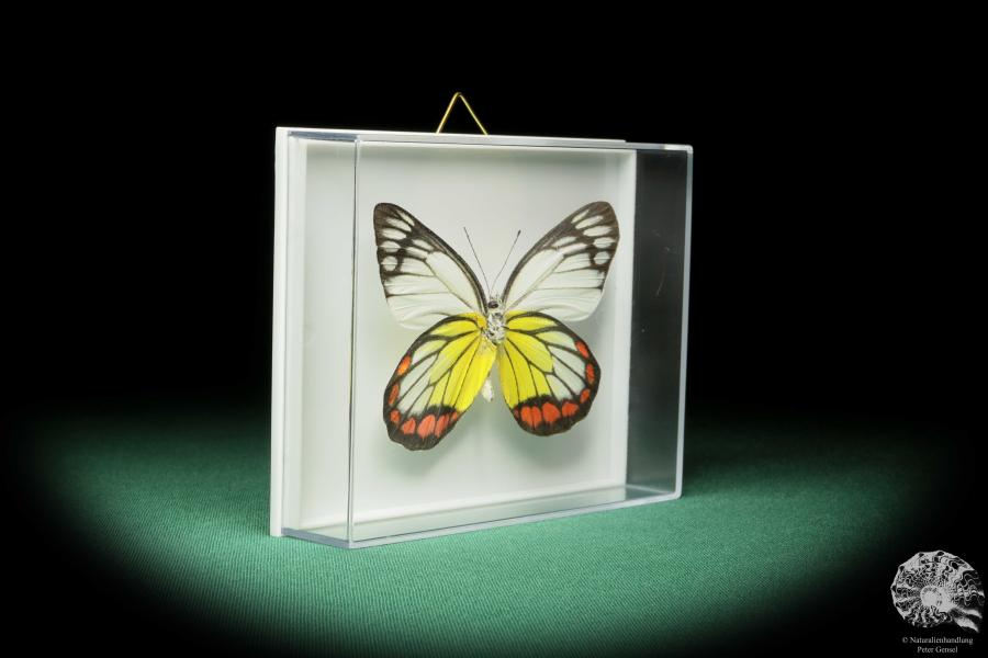 Delias hyparete (17231) a butterfly from Philippines | Taxidermy | Butterflies