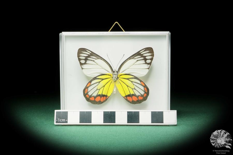 Delias hyparete (17231) a butterfly from Philippines | Taxidermy | Butterflies