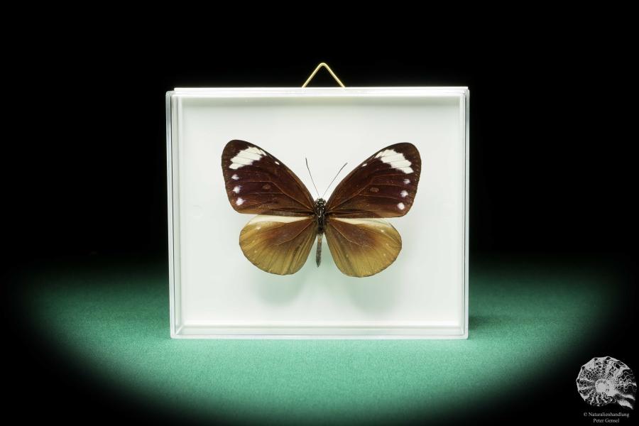 Euploea tulliolus (17241) a butterfly from Southeast Asia | Taxidermy | Butterflies