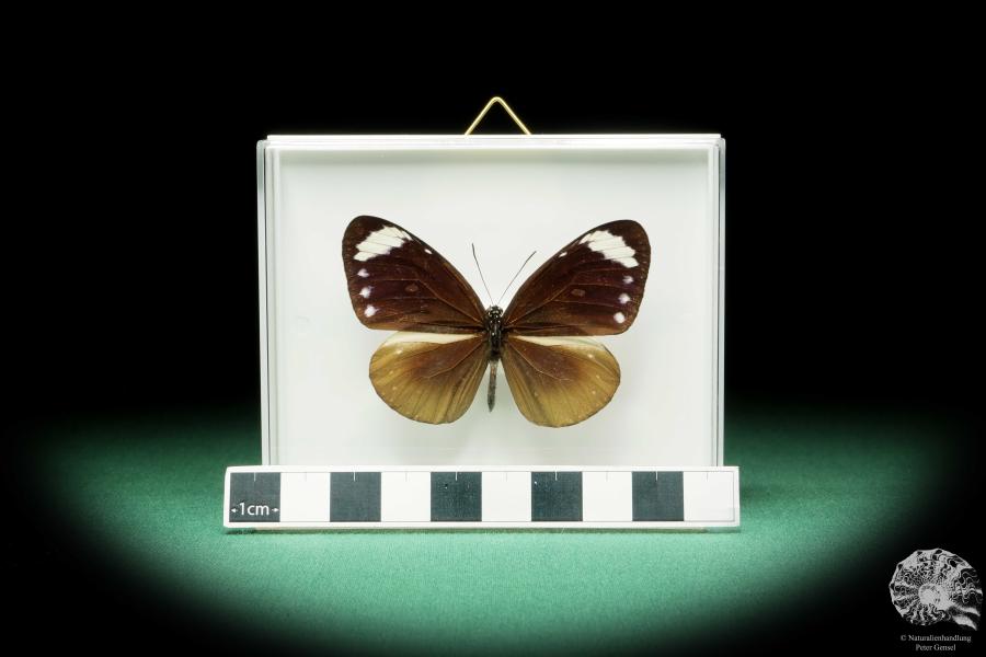 Euploea tulliolus ein Schmetterling