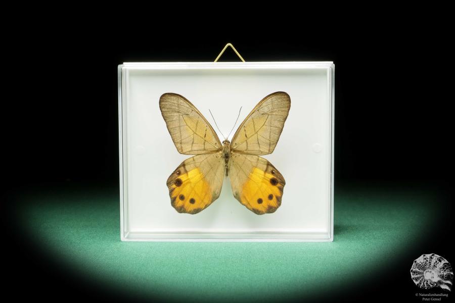 Pierella hyceta (17243) a butterfly from South America | Taxidermy | Butterflies