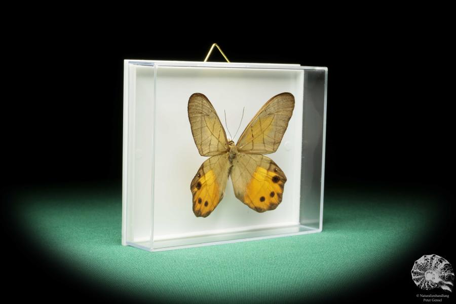 Pierella hyceta (17243) a butterfly from South America | Taxidermy | Butterflies