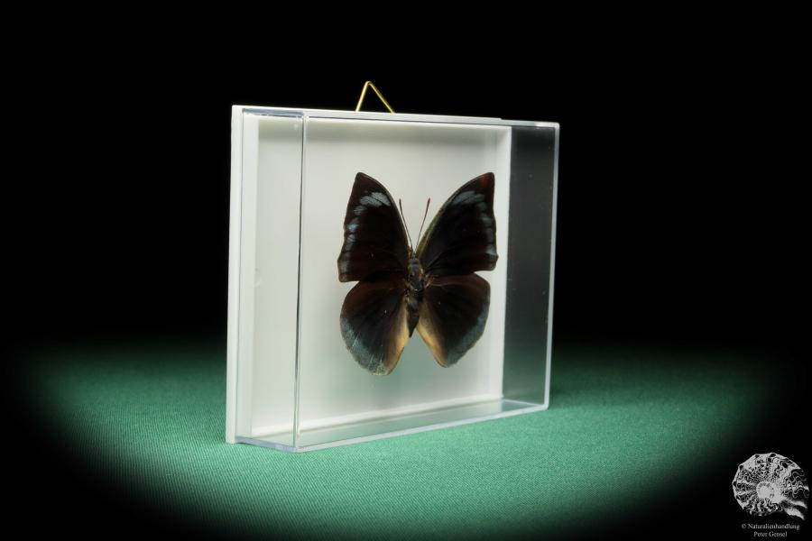 Anaea dia (17257) a butterfly from South America | Taxidermy | Butterflies