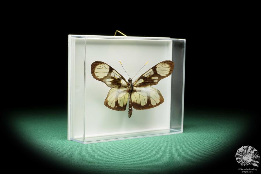 Patia orise denigrata (17261) a butterfly from South America | Taxidermy | Butterflies