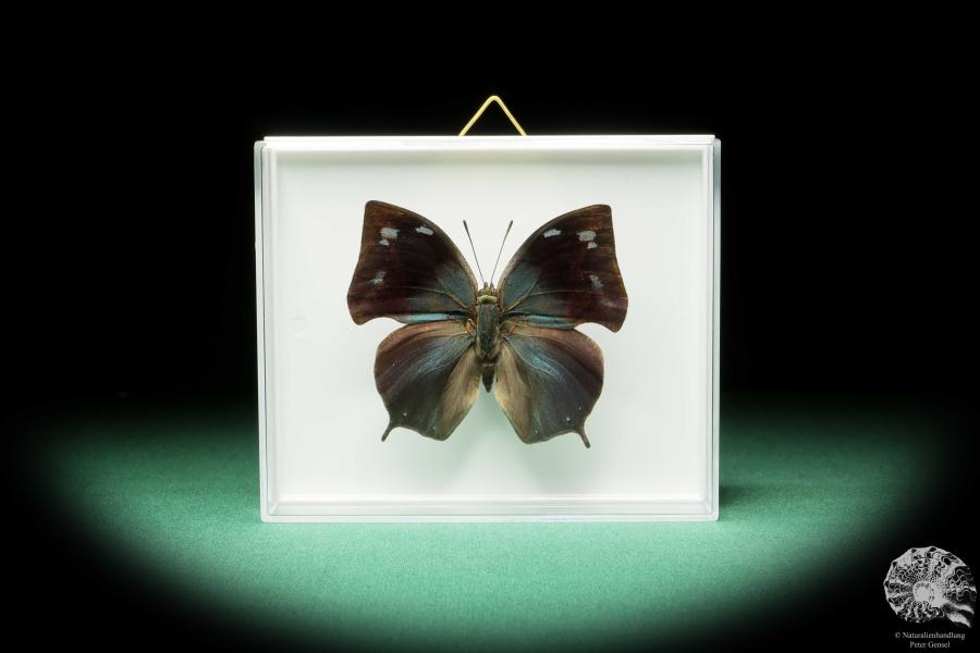 Anaea philumena (17266) a butterfly from South America | Taxidermy | Butterflies