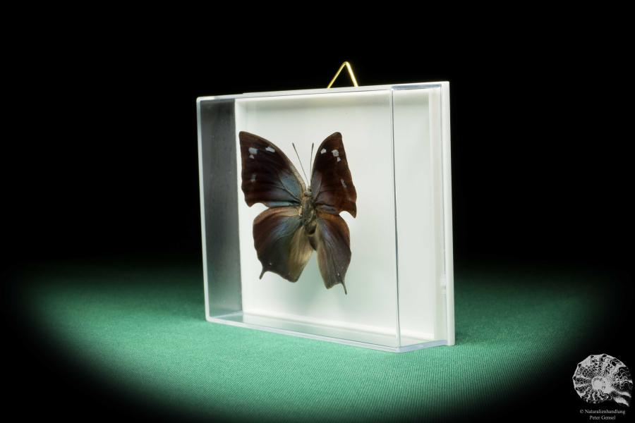 Anaea philumena (17266) a butterfly from South America | Taxidermy | Butterflies