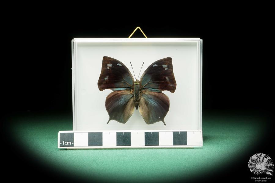 Anaea philumena (17266) a butterfly from South America | Taxidermy | Butterflies