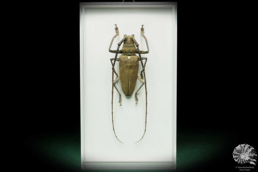 Batocera numitor ssp. (17341) a beetle from Sumatra | Taxidermy | Beetles