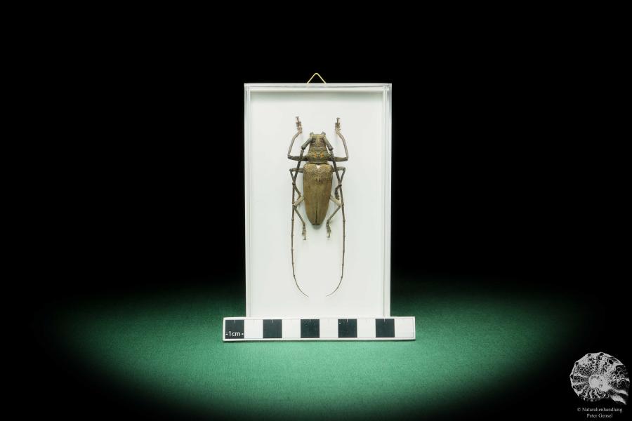 Batocera numitor ssp. (17341) a beetle from Sumatra | Taxidermy | Beetles