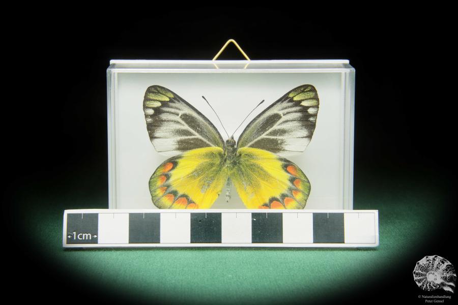 Delias sambawana (17370) ein Schmetterling aus Asien | Präparate | Schmetterlinge