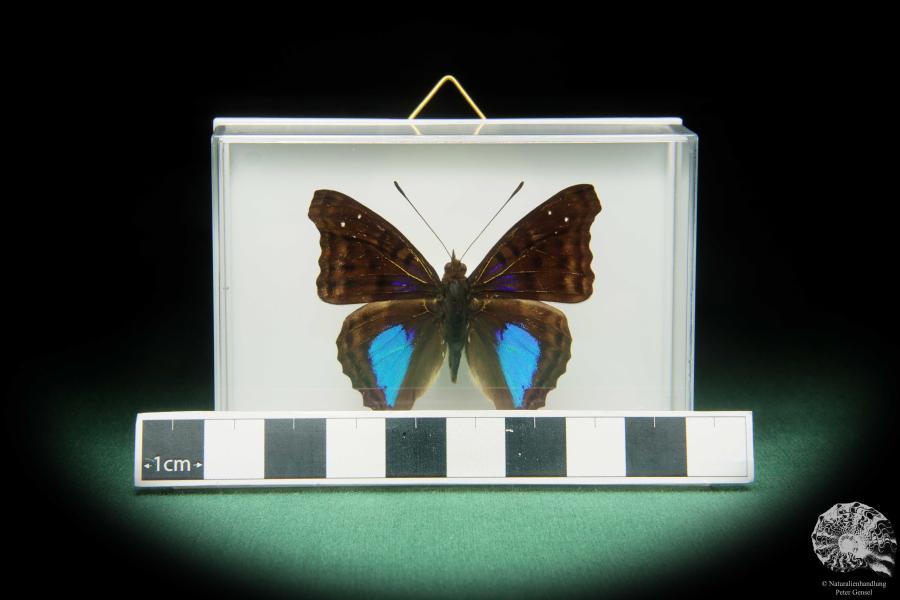 Doxocopa cyane (17374) a butterfly from South America | Taxidermy | Butterflies