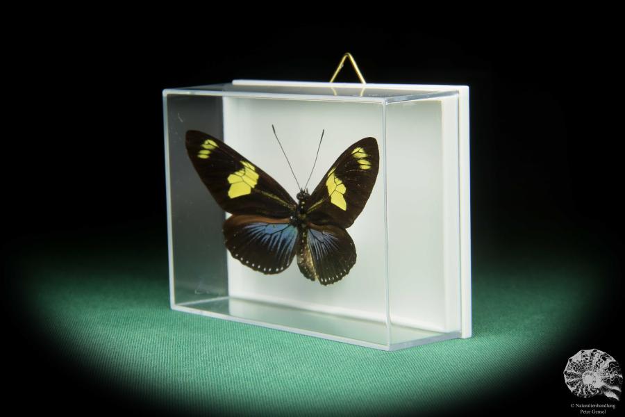 Heliconius doris caeruleatus (17387) a butterfly from South America | Taxidermy | Butterflies