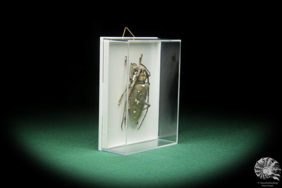 Batocera spec. (17391) a beetle from Indonesia | Taxidermy | Beetles